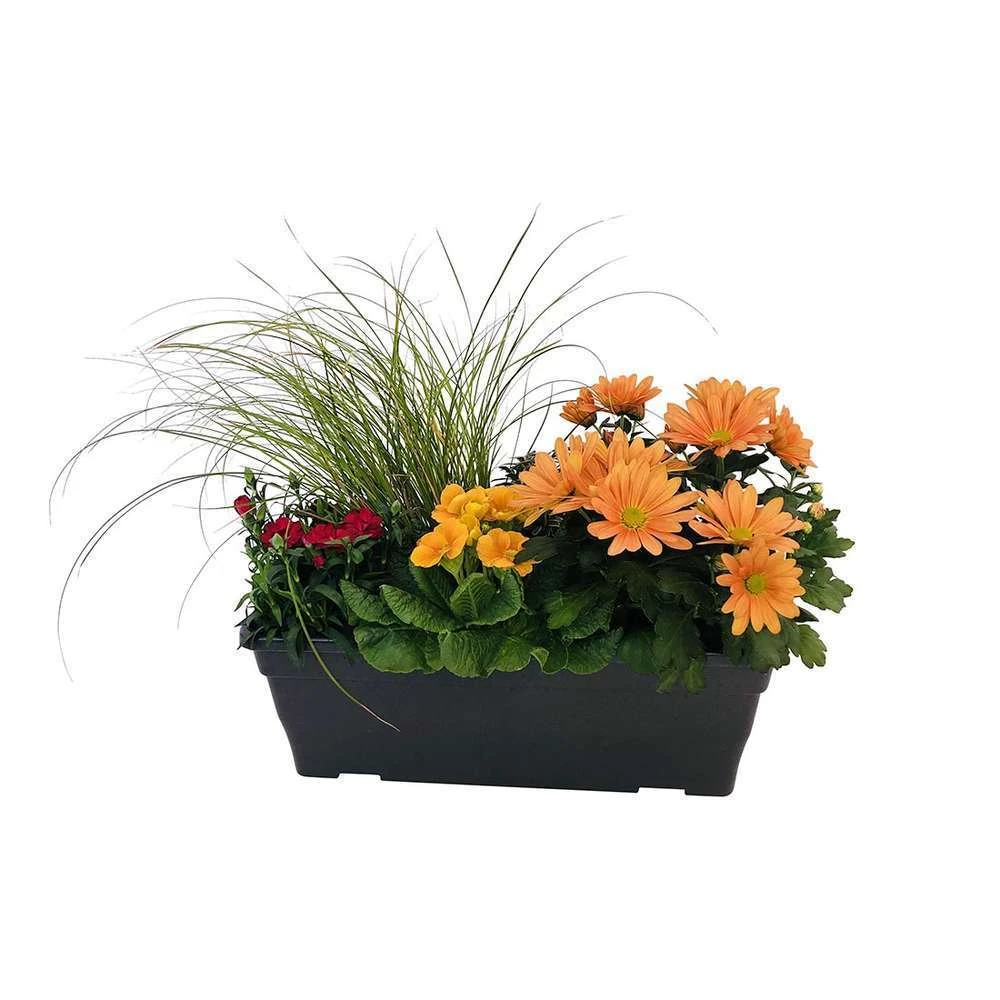 Jardinière De Bisannuelles Et Vivaces 40 Cm - Coloris Variables – Image 5