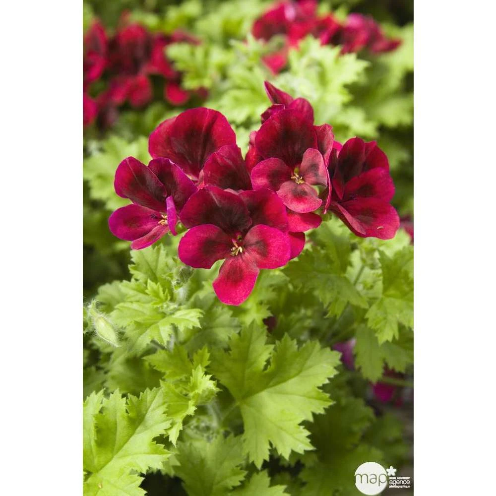 Géranium 'Calliope Dark Red' : Pot 4,5 Litres – Image 2