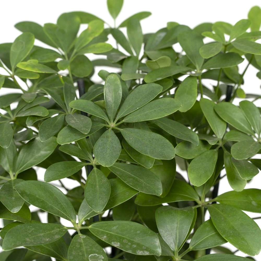 Schefflera Nora - H50cm, ø21cm - Plante D'intérieur – Image 3