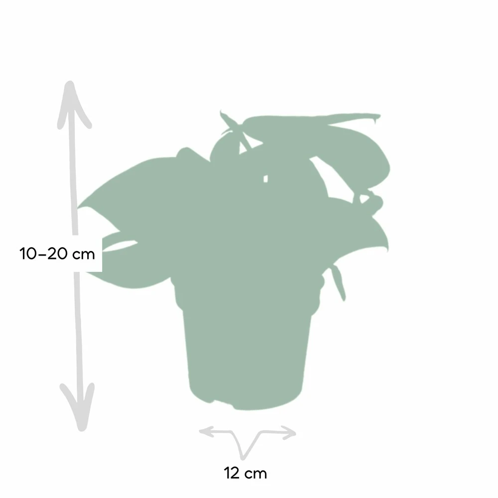 Pothos Scindapsus Pictus Epipremnum - H15cm, ø12cm - Plante D'intérieur Tombante – Image 4