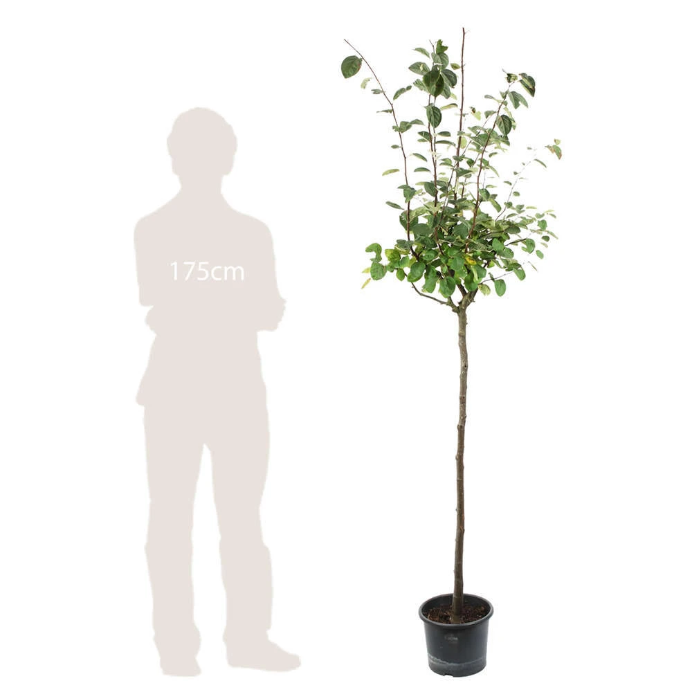 Cognassier: ½ Tige, 4-5 Ans, H 170-180 Cm – Image 4