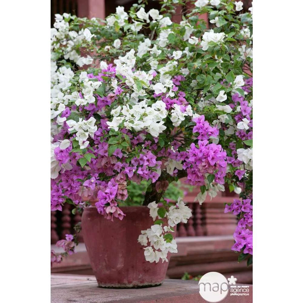 Bougainvillea : Pyramide D17cm - Coloris Variables – Image 2