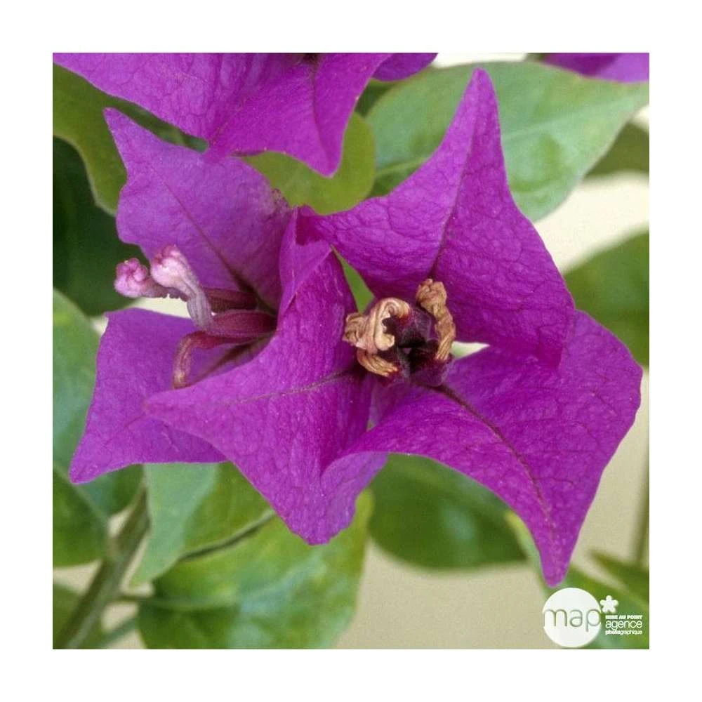 Bougainvillea : Pyramide D17cm - Coloris Variables – Image 3