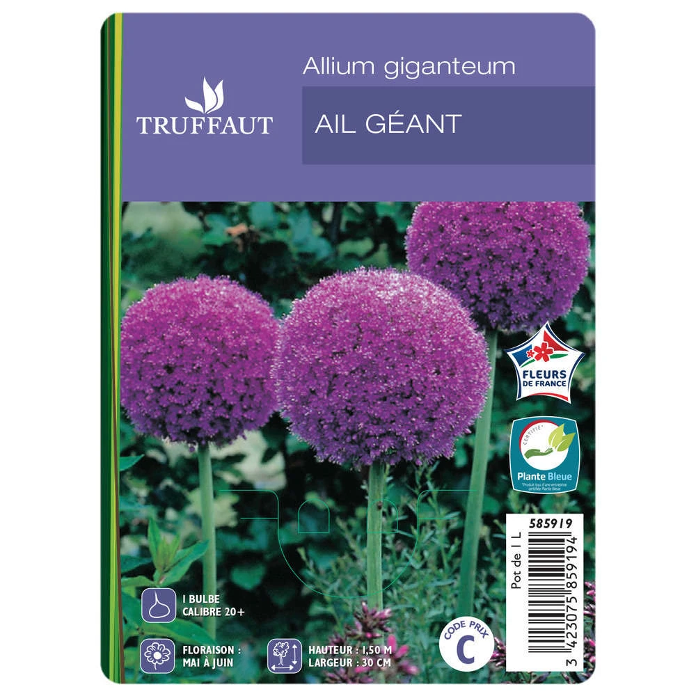 Allium Giganteum : C1L