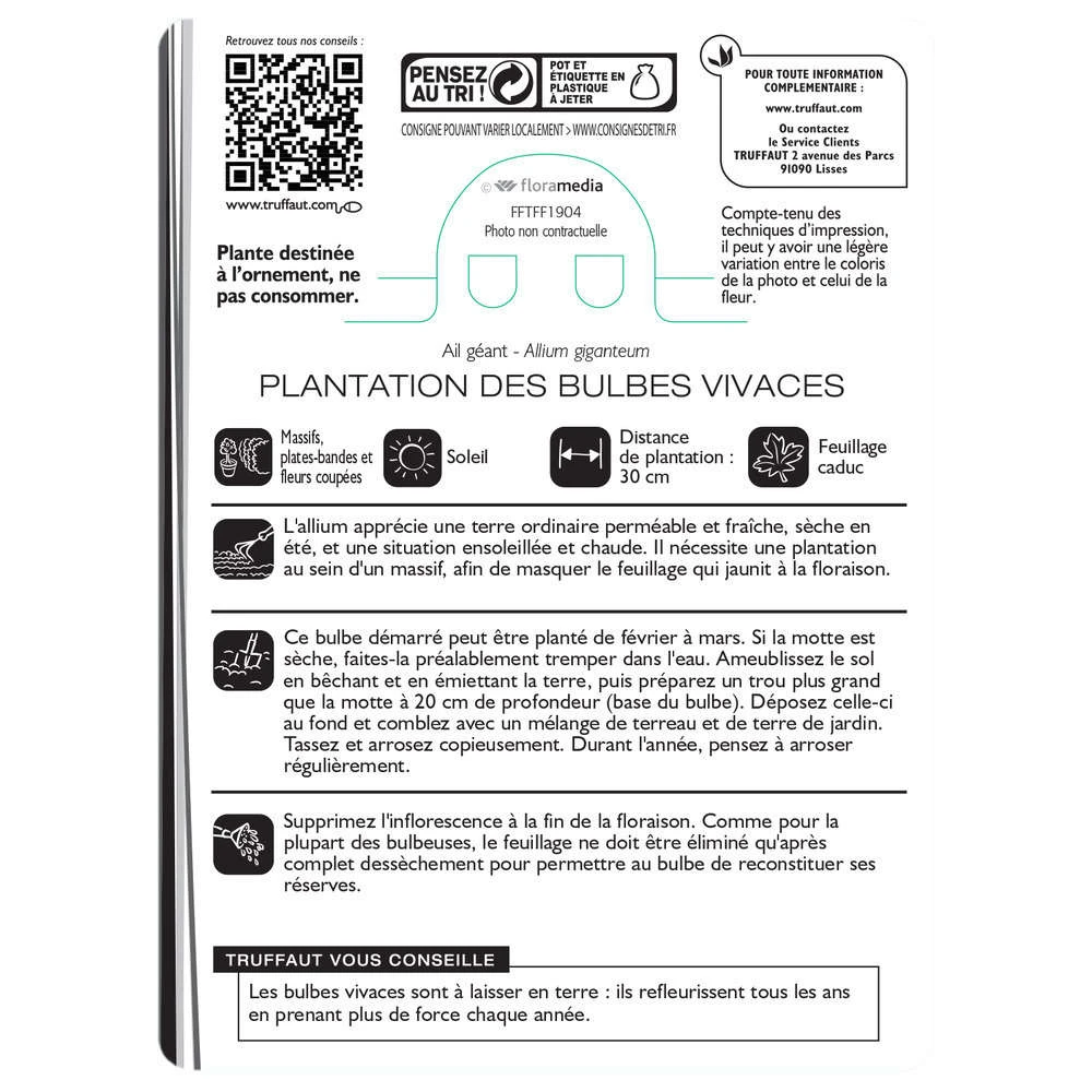 Allium Giganteum : C1L – Image 3