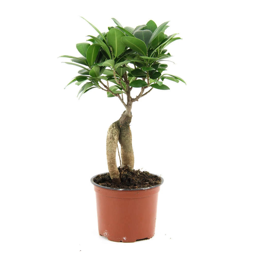 Ficus Ginseng : D.12, H.20/30cm – Image 2
