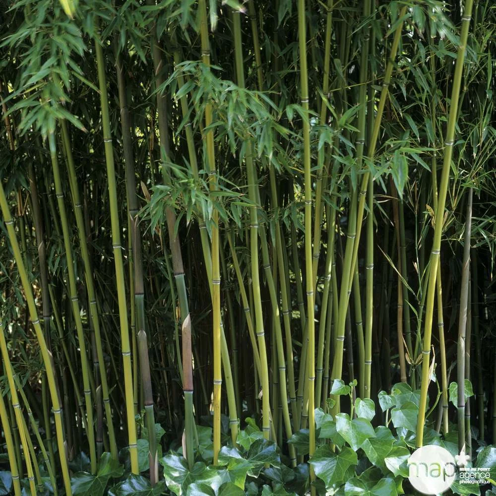 Bambou Moyen Phyllostachys Humilis: Pot De 3 Litres – Image 2