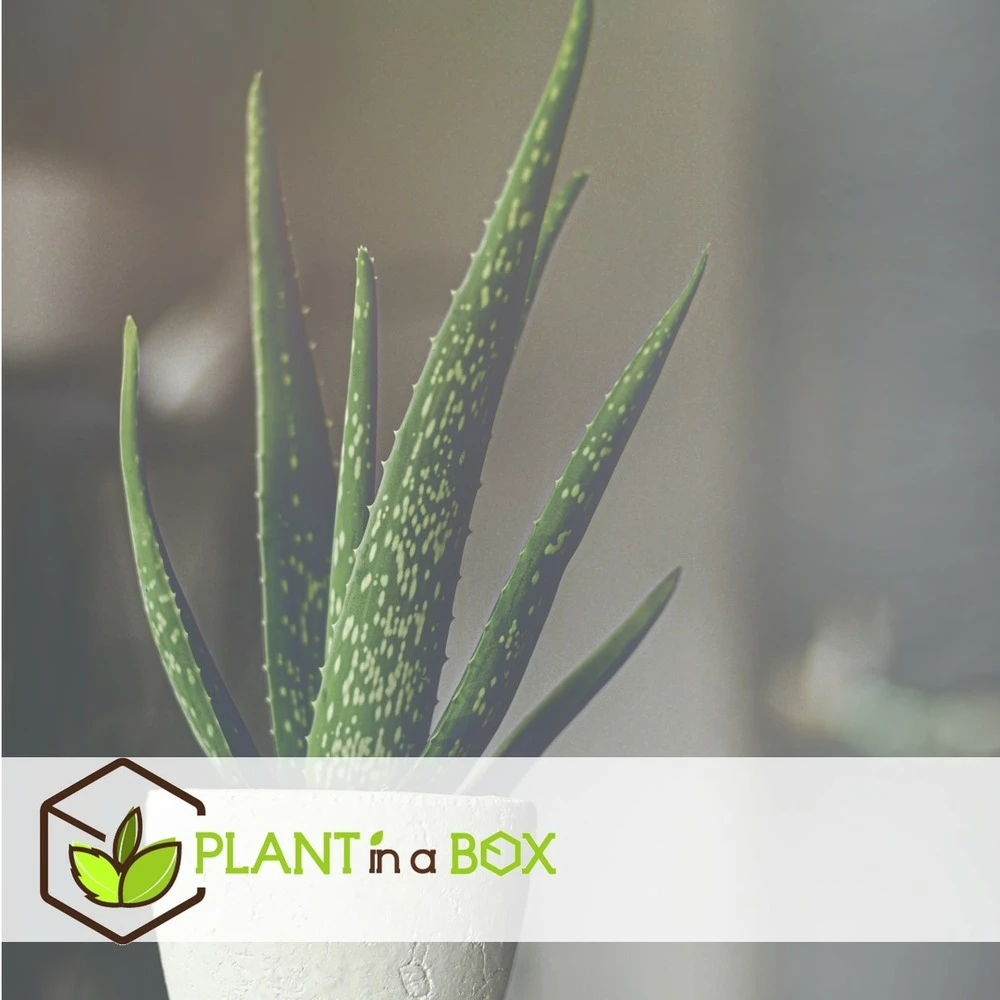 Set De 3 Aloë Vera - Pot ⌀12 Cm - H.20-30 Cm (hauteur Du Pot Incluse) – Image 4