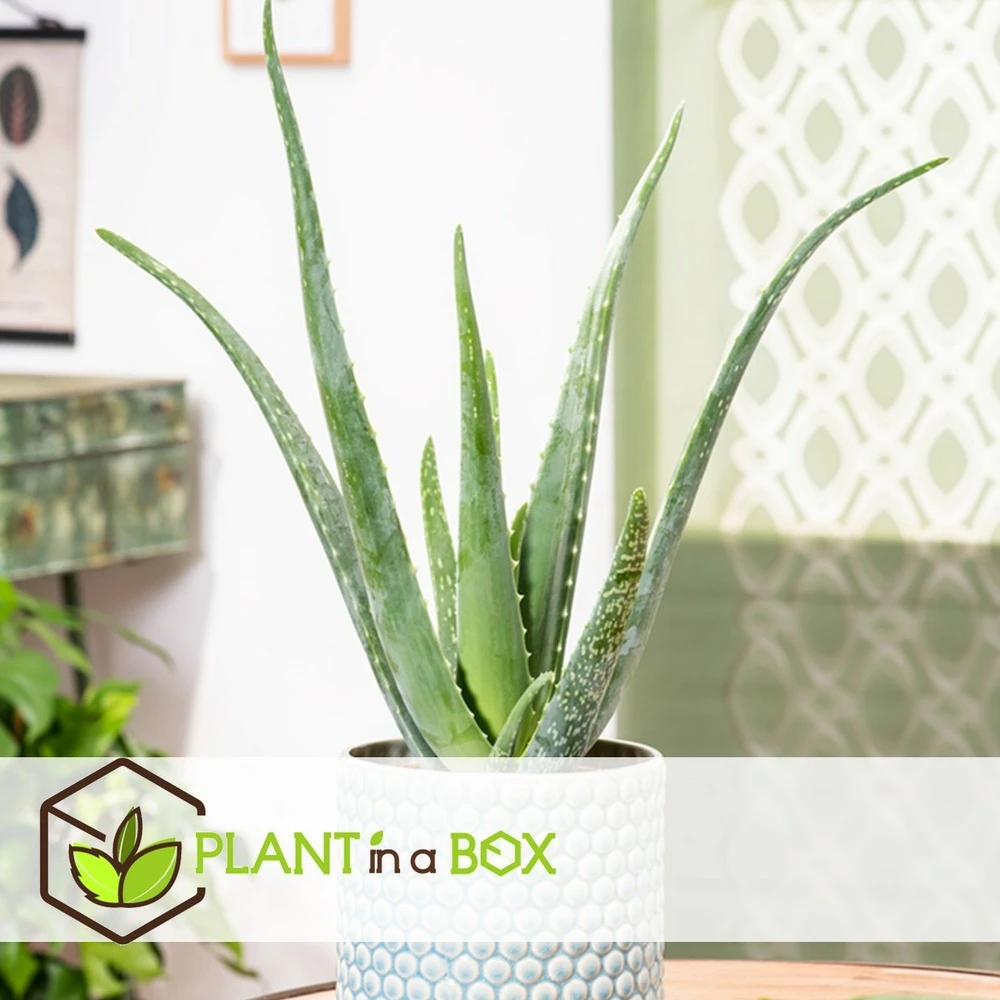 Set De 3 Aloë Vera - Pot ⌀12 Cm - H.20-30 Cm (hauteur Du Pot Incluse) – Image 2