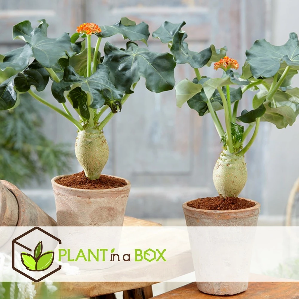 Set De 2 Jatropha Podagrica - Pot ⌀13cm - H.25-45cm (hauteur Pot Incluse) – Image 4
