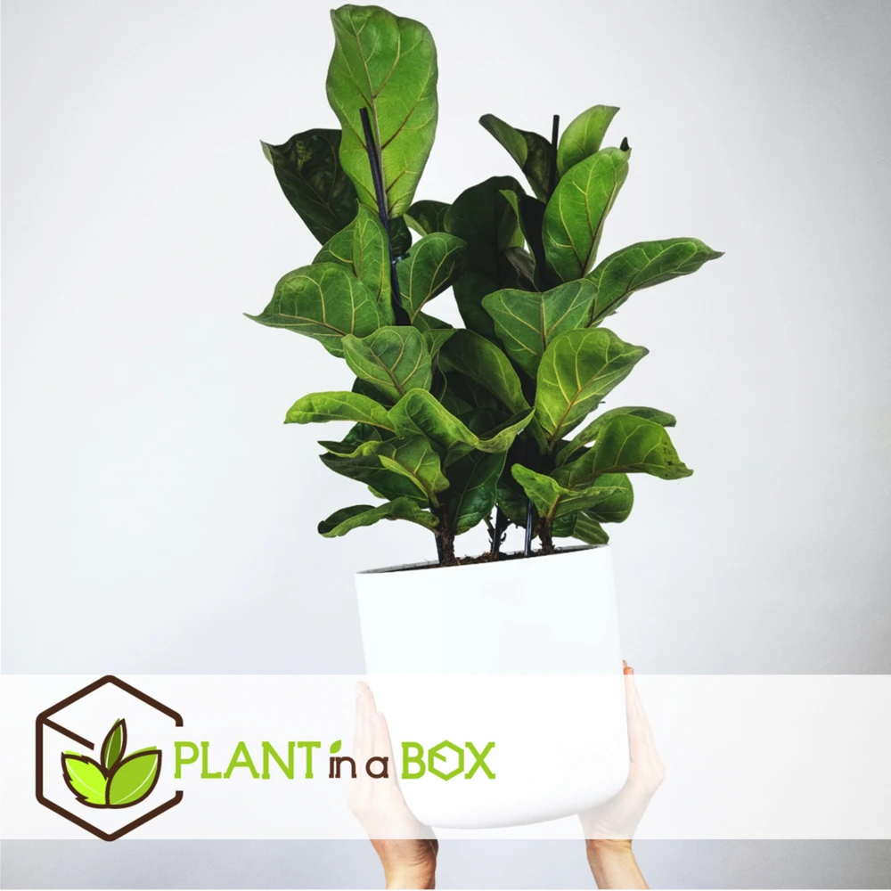 Ficus Lyrata - Pot ⌀21cm - H.90-110cm (hauteur Pot Incluse) – Image 3