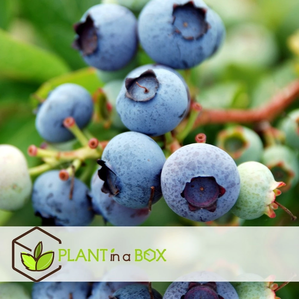 Set De 3 Myrtilliers - Pot ⌀9cm - H.25-40cm (hauteur Pot Incluse) – Image 3