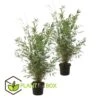 Set De 2 Bamboo "fargesia Nitida Gansu" - Pot ⌀17cm - H50-70cm (hauteur Pot In