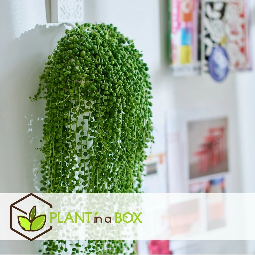 Senecio Rowleyanus - Pot ⌀12cm - H10-20cm (hauteur Pot Incluse) – Image 2