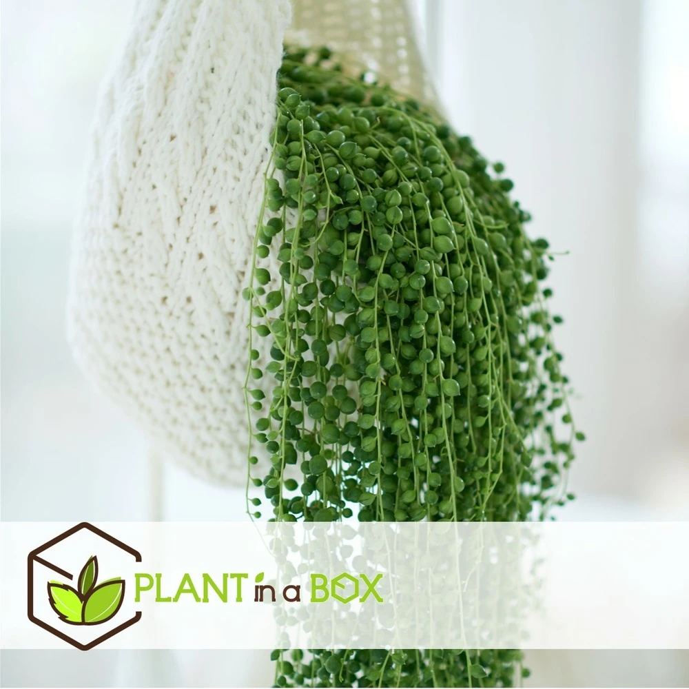 Senecio Rowleyanus - Pot ⌀12cm - H10-20cm (hauteur Pot Incluse) – Image 3