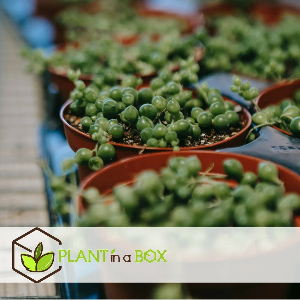 Senecio Rowleyanus - Pot ⌀12cm - H10-20cm (hauteur Pot Incluse) – Image 5