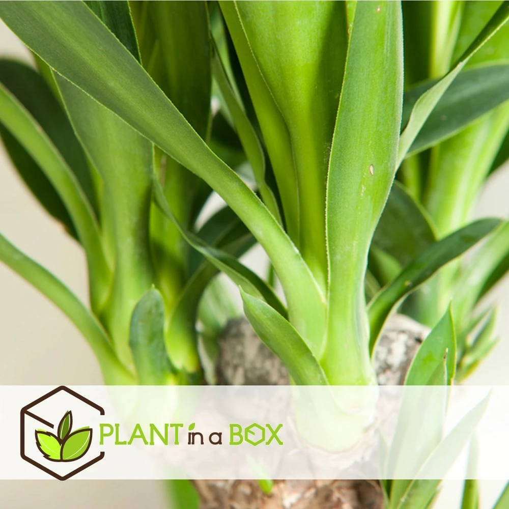 Set De 3 Mini Palmiers D'intérieur - Pot ⌀12cm - H25-40cm (hauteur Pot Incluse) – Image 3