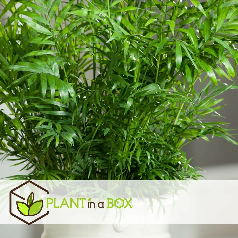 Set De 3 Mini Palmiers D'intérieur - Pot ⌀12cm - H25-40cm (hauteur Pot Incluse) – Image 4