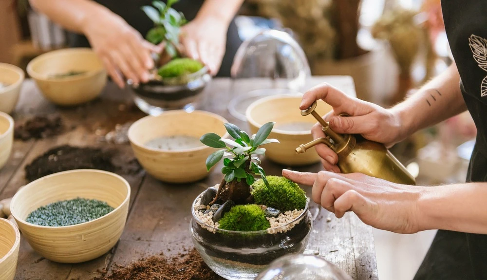 Plante D'intérieur - Fougère De Boston 30cm – Image 2