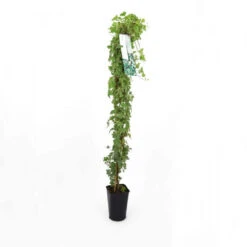 Lierre Des Bois 'glacier' (hedera Helix 'glacier') - Conteneur 3l