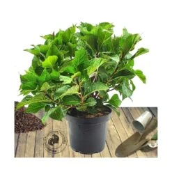 Hortensia Macrophylla Tricolor/pot De 7,5l - 40/60 Cm
