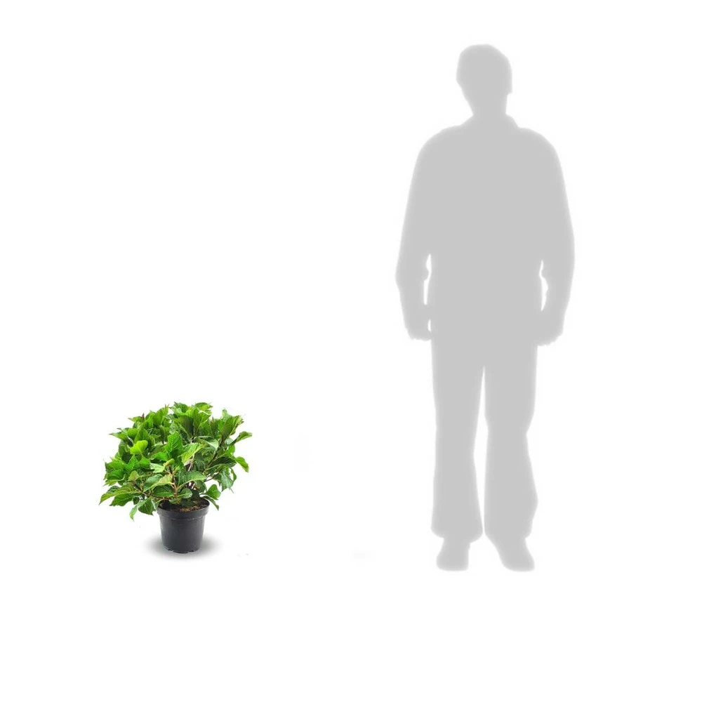 Hortensia Macrophylla Teller Weiss/pot De 4l - 40/60 Cm – Image 2