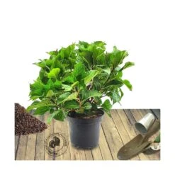Hortensia Macrophylla Teller Weiss/pot De 4l - 40/60 Cm