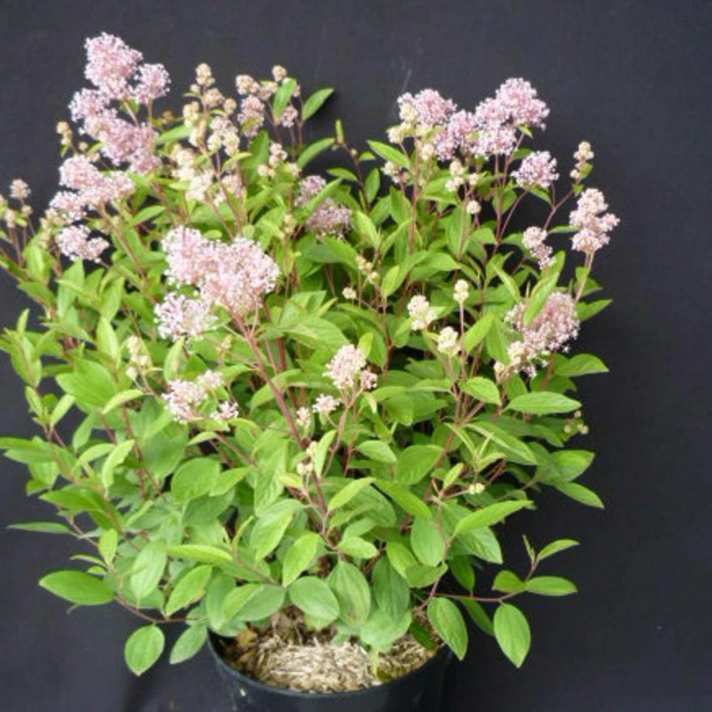 Ceanothe Pallidus Perle Rose/pot De 3 L - 40/50 Cm