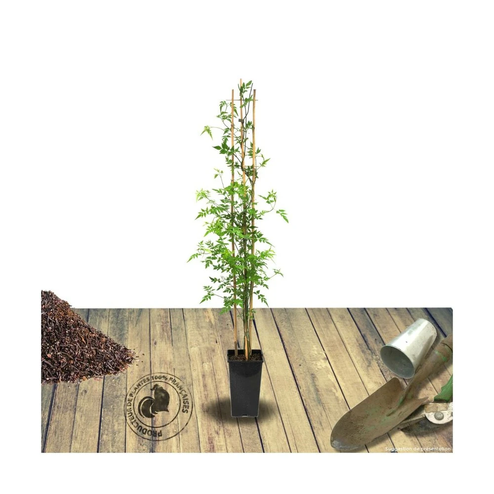 Jasmin Blanc Officinale/pot De 3l - Echelle Bambou 60/120 Cm – Image 2