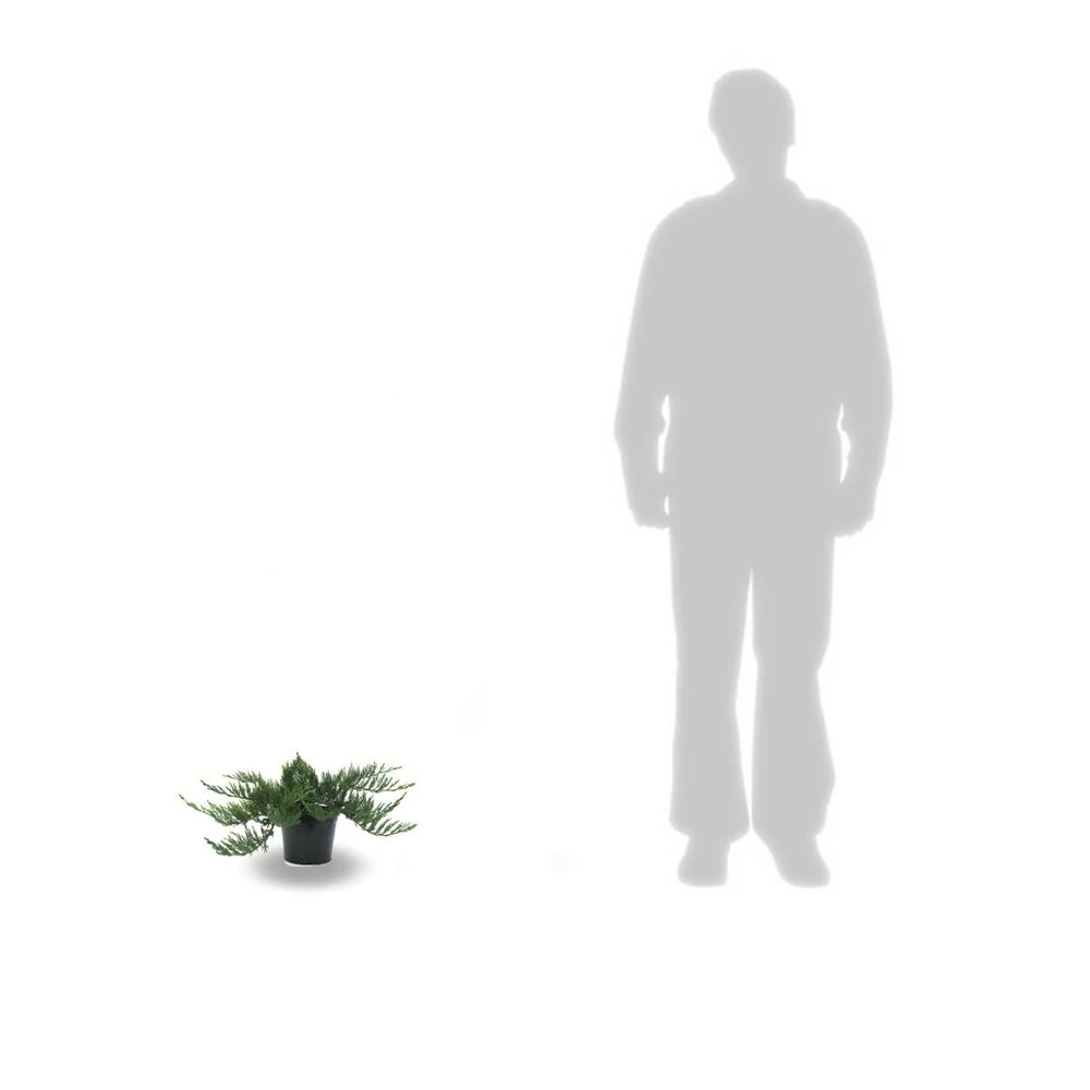 Genévrier Sabine Sabina Tamariscifolia/pot De 3l - 20/40 Cm – Image 2