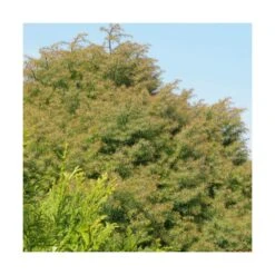 Cèdre Du Japon Japonica Elegans/pot De 10l - 80/120 Cm