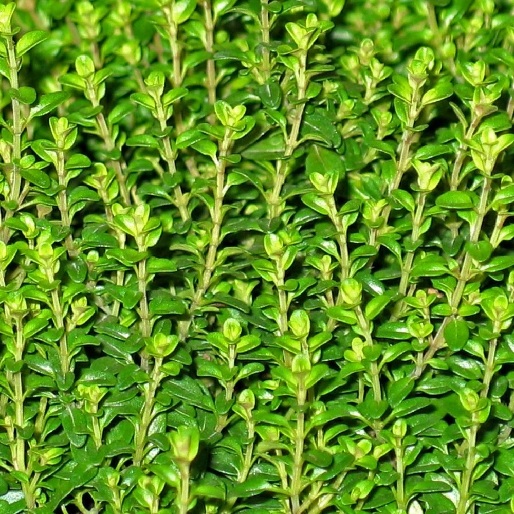 Thym Citron Citriodorus/pot De 2,5 L - 20/30 Cm