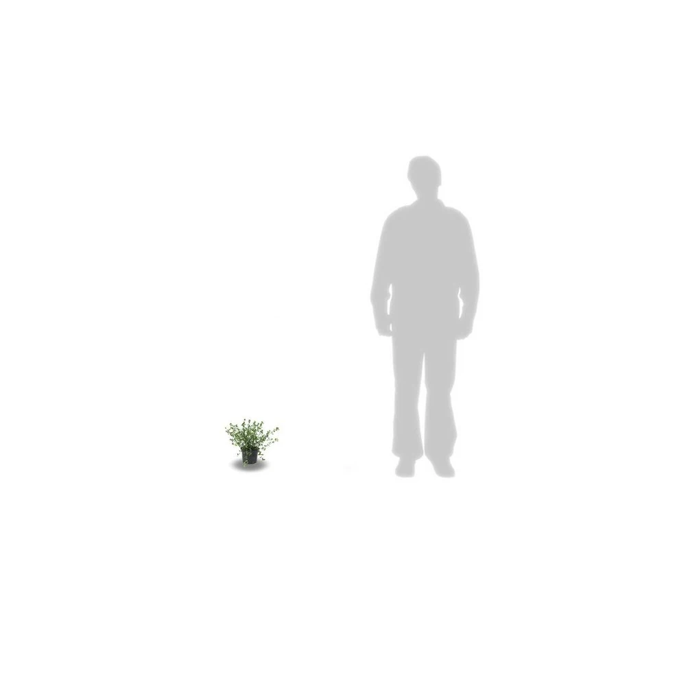 Ceanothe Delilianus Henry Desfosse/pot De 3l - 20/40 Cm – Image 3