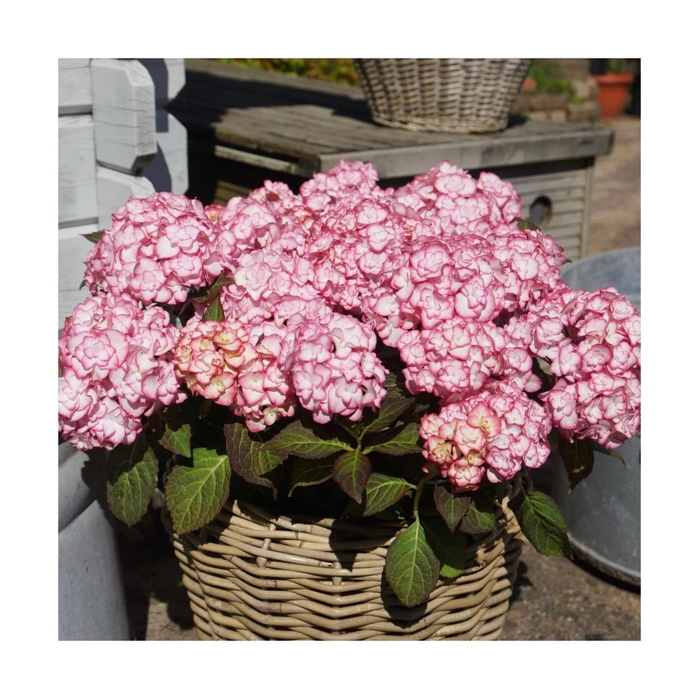 Hortensia You&me® Miss Saori 'h2002'/pot De 4l - 40/60 Cm – Image 2