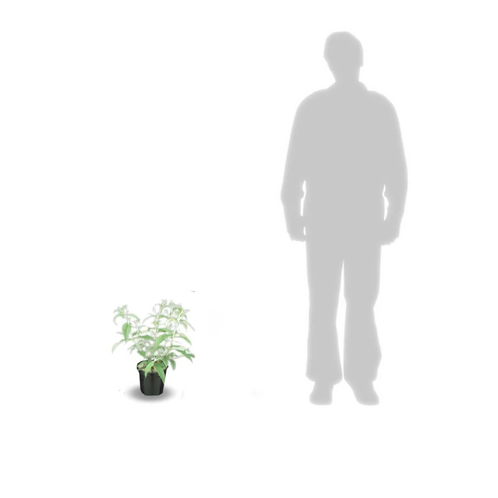 Arbre Aux Papillons Davidii White Profusion/pot De 4l - 40/60 Cm – Image 3