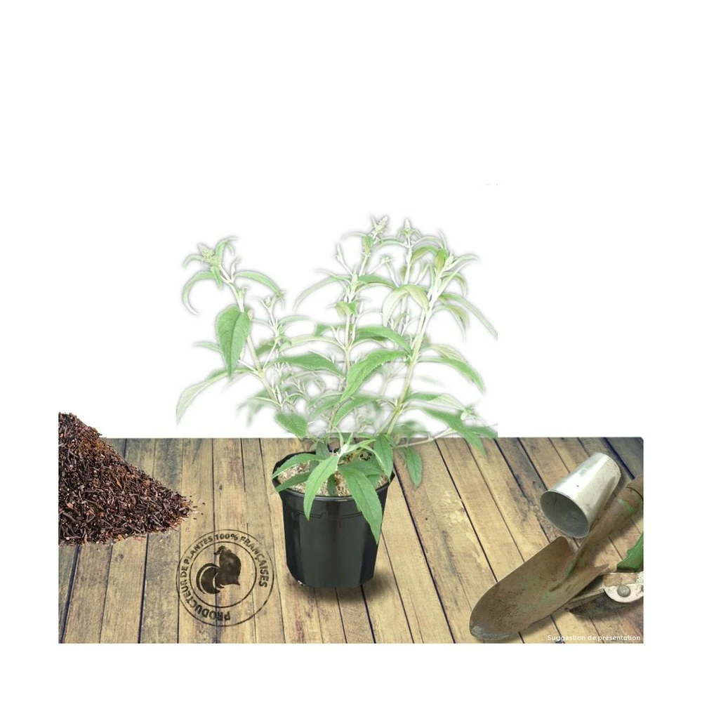 Arbre Aux Papillons Davidii White Profusion/pot De 4l - 40/60 Cm – Image 2