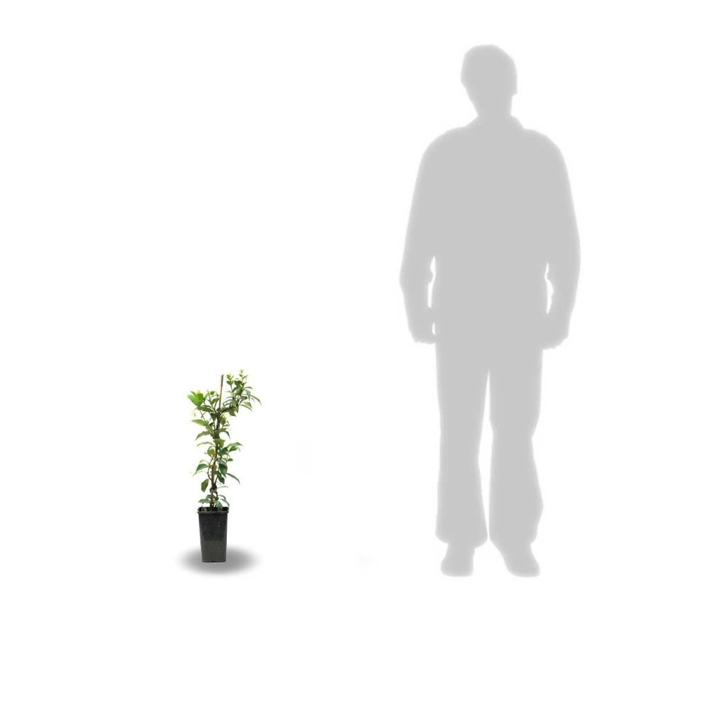 Clématite Warsaw Nike/pot De 1,5l – Image 3