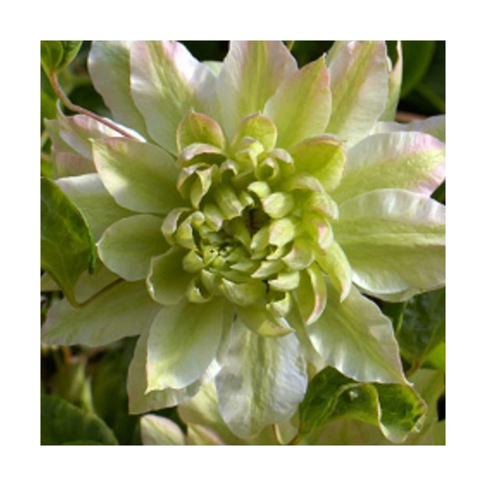 Clématite Sen No Kaze/pot De 1,5l - Tuteur Bambou 30/60 Cm – Image 2