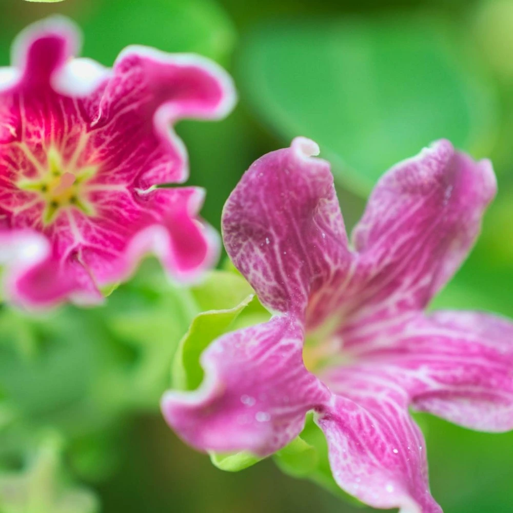 Arauja Sericofera Rosea/pot De 1,5l - Tuteur Bambou 30/60 Cm – Image 2