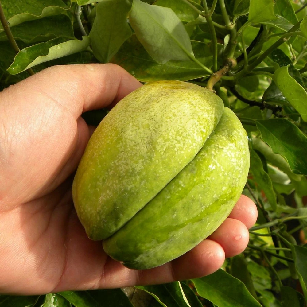 Arauja Sericofera Rosea/pot De 1,5l - Tuteur Bambou 30/60 Cm – Image 3