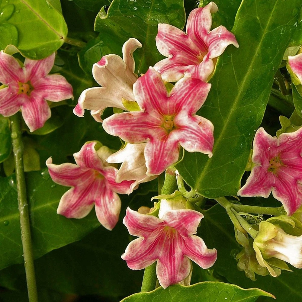 Arauja Sericofera Rosea/pot De 1,5l - Tuteur Bambou 30/60 Cm