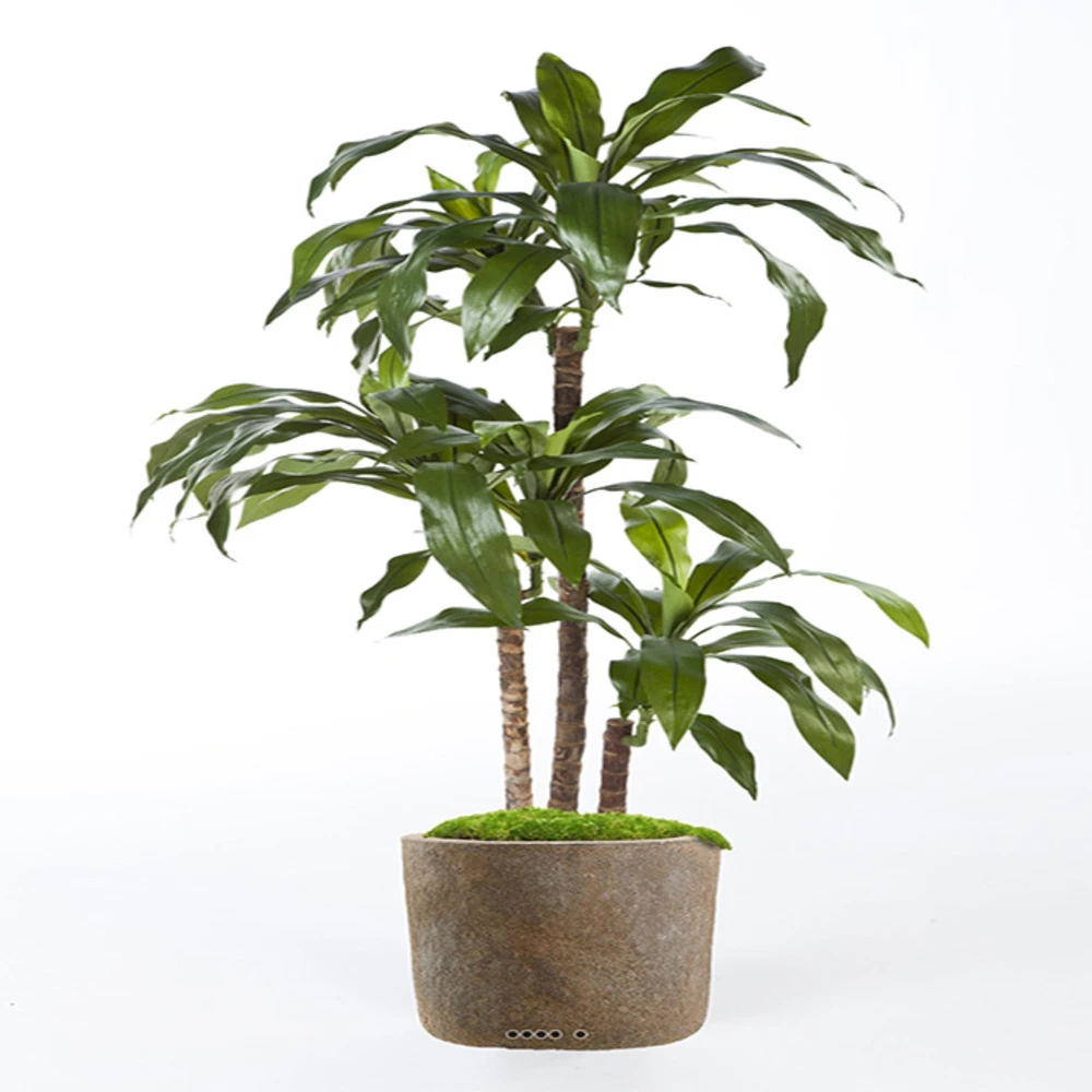 Dracaena Artificiel Fragrans 3 Troncs En Pot H 120 Cm Vert D 60 Cm - Choisissez