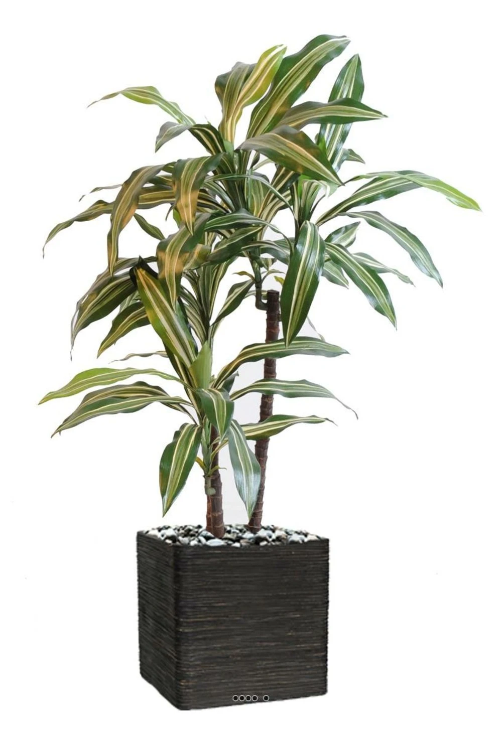 Dracaena Artificiel 3 Têtes H 90 Cm En Pot Vert-jaune – Image 3