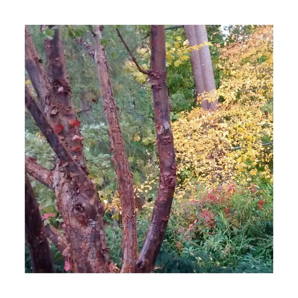 Érable à écorce De Papier/pot De 10l - 80/120 Cm – Image 4