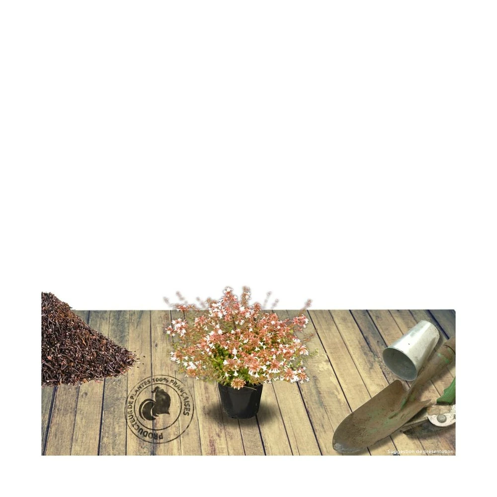 Abélie à Grandes Fleurs Sherwood/pot De 4l - 40/60 Cm – Image 6