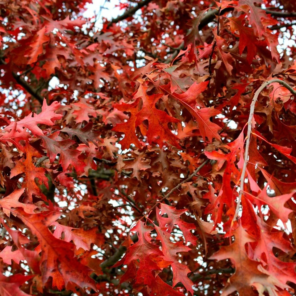 Chêne Rouge D'amérique/pot De 5l - 80/100 Cm