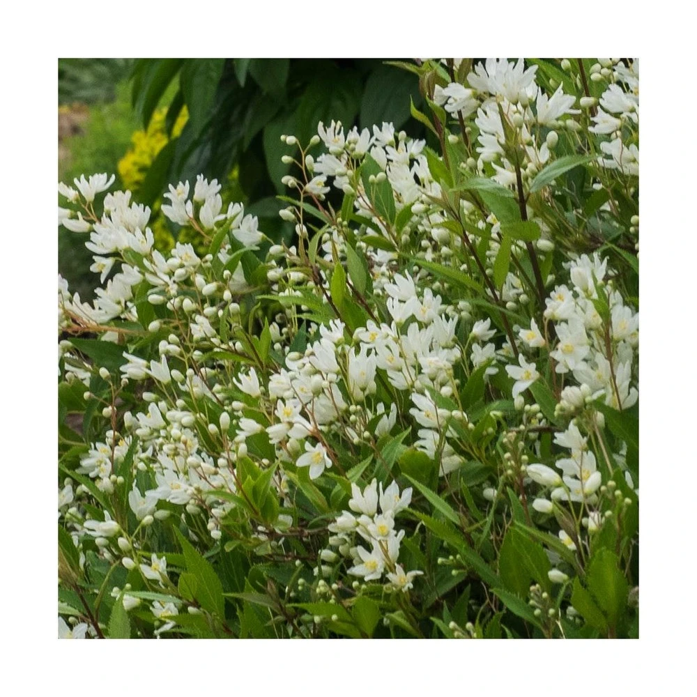 Deutzie X Hybrida Yuki Snowflake® 'ncdx1'/pot De 3l - 20/40 Cm – Image 2