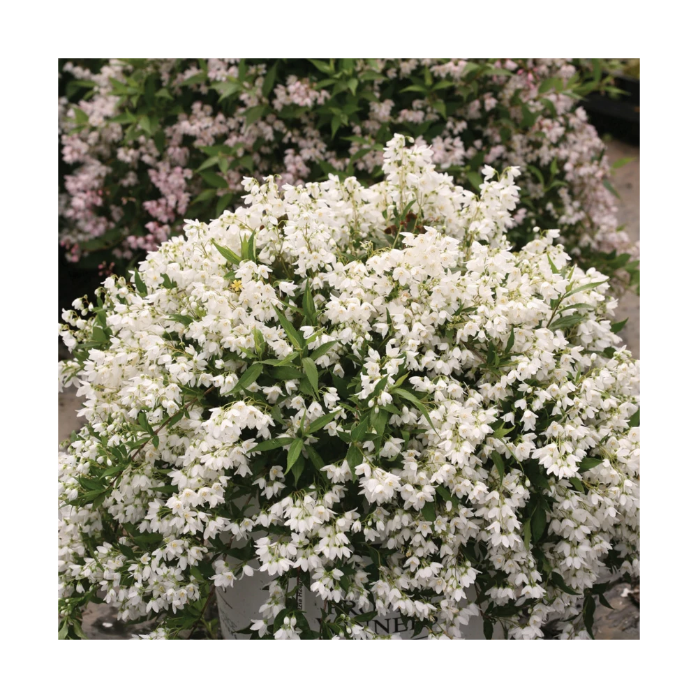 Deutzie X Hybrida Yuki Snowflake® 'ncdx1'/pot De 3l - 20/40 Cm – Image 3