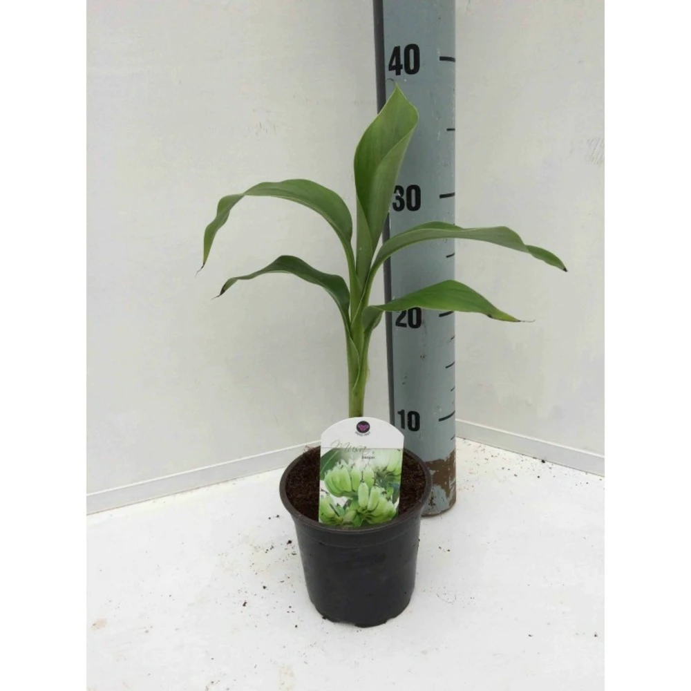 Musa Basjoo X Hybridum (bananier Rustique) Jaune - Taille Pot De 50 Litres - 120/140 Cm Multi Troncs – Image 2