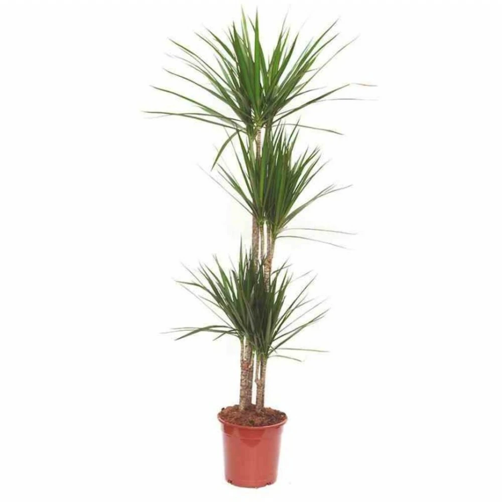 Dracaena Marginata 'green' (dragonnier) Taille Pot De 6l - 4 Pieds - 110/130cm – Image 3